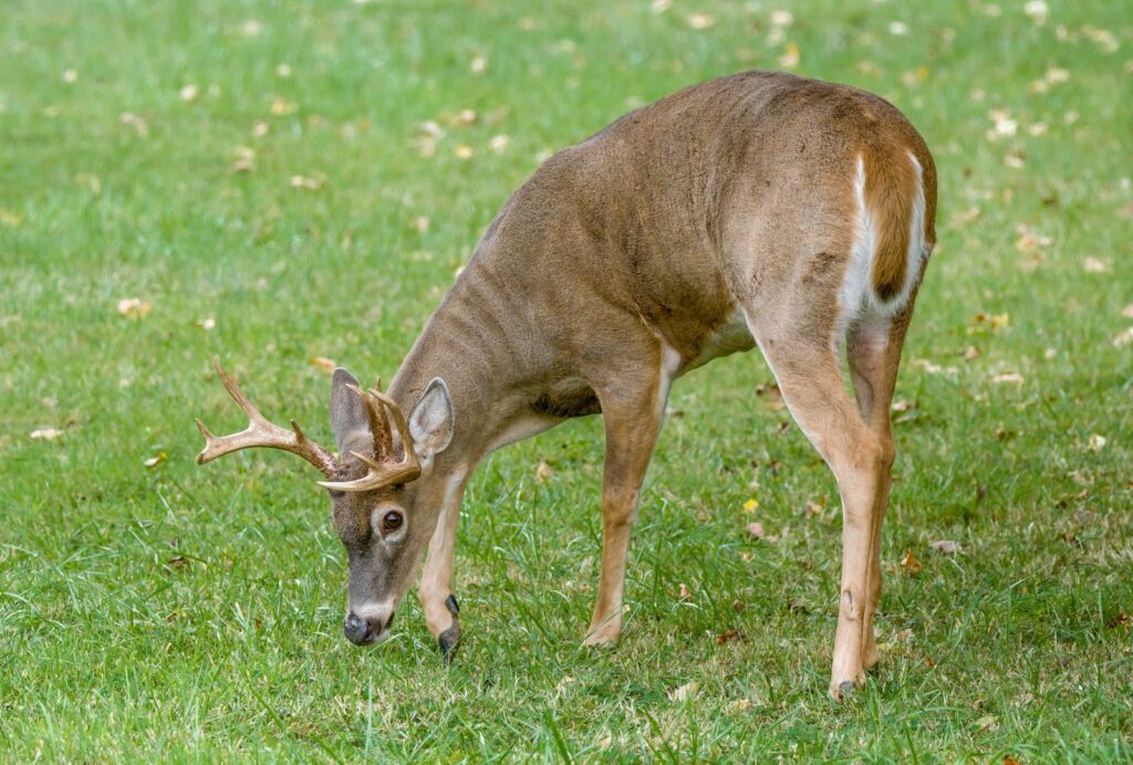 White-tailed deer in a wooded clearing