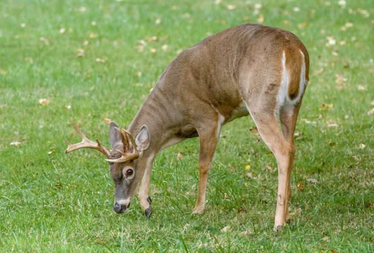 DNR Seeks CWD Deer Samples From Grand Rapids Area