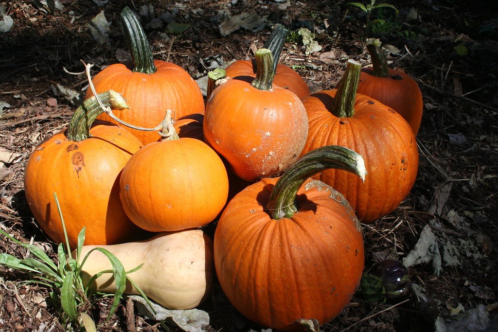 Pile of orange pumpkins on the ground
